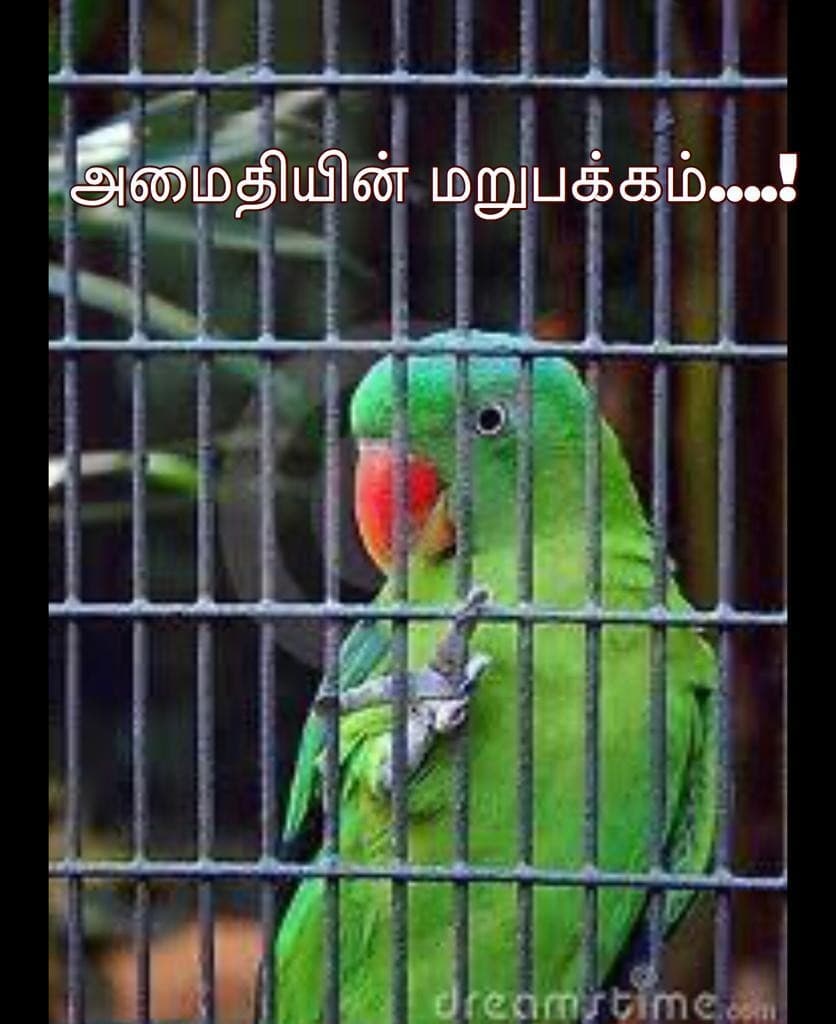 அமைதியின் மறுபக்கம் — அட்டை